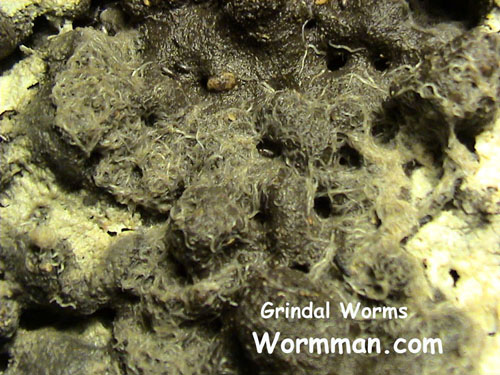 Grindal Worms